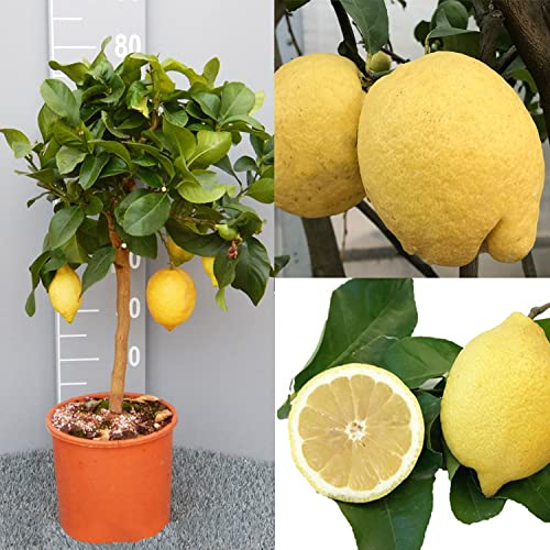 Citronnier SAVINI VIVAI, agrume, citronnier entre-noeud de Syracuse, en pot de 20 cm hauteur 70 cm 2-3 ans de greffage, fabriqué en Italie