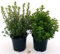 POWERS TO FLOWERS - ORIGANO e MAGGIORANA BIO 2 PIANTE, piante vere