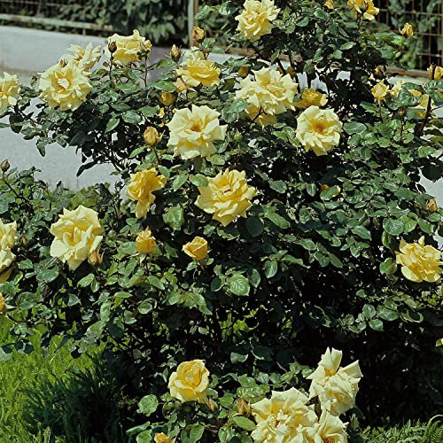 Historische Strauchrose 'Frühlingsgold'