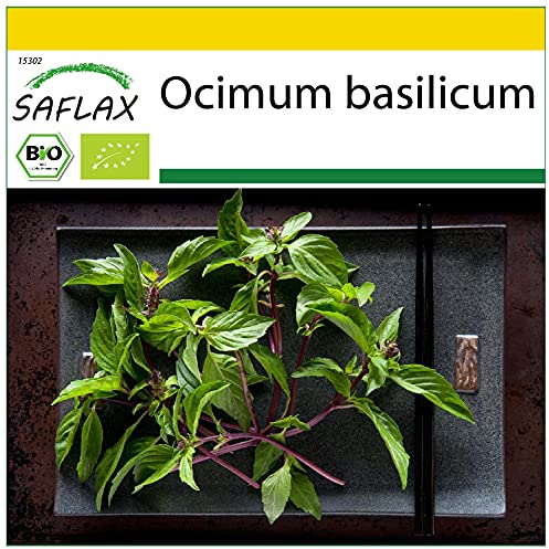 SAFLAX - BIO - Basilic - Thaï - 250 graines - Ocimum basilicum