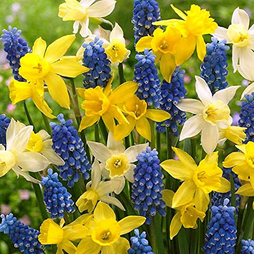 30 X Muscari Blu e Narcisi Nani Misti - Bulbi Di Alta Qualità