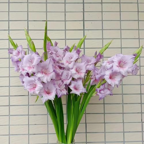 bulbi di gladioli - di giardino resistenti resistenti per il giardino bulbi decorazione primavera balconi rocce all'aperto 8pcs