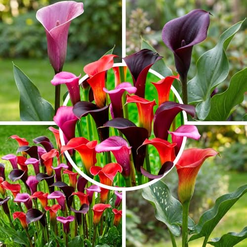 FLORIUM Lila & svart & röd calla lilja blomlökar kollektion, Zantedeschia lökar, 5 riktiga och stora lökar som bär mer än 5 blommor, perfekt för kruka, blomsterlökar från Holland