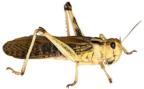 Feeders & More - Heuschrecken - Wanderheuschrecken Adult - 25 Stück - Lebendfutter Insekten Wanderheuschrecken - Futter für Reptilien, Bartagamen und Amphibien - Futterinsekten & Haustierfutter