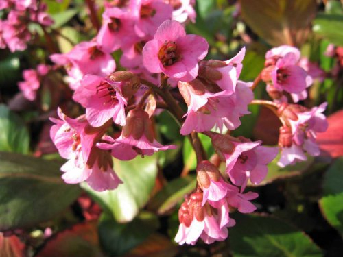 Staudenkulturen Wauschkuhn Bergenia Hybride 'Rosi Klose' - Bergenie - Staude im 11cm Topf