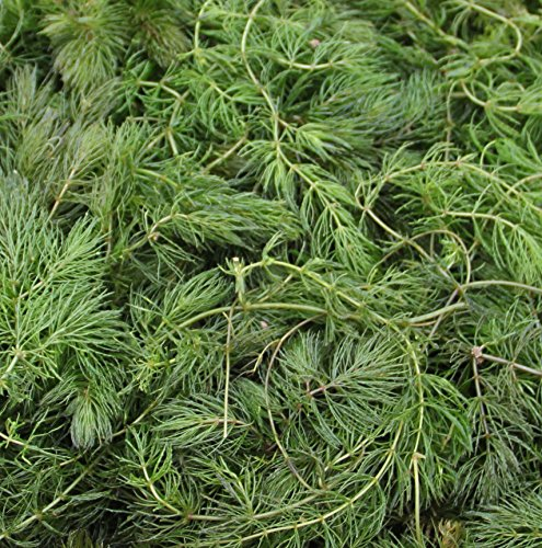 WASSERPFLANZEN WOLFF - Klärpflanze! - Ceratophyllum demersum - Hornblatt - Hornkraut - Hornkraut - winterhart - lose