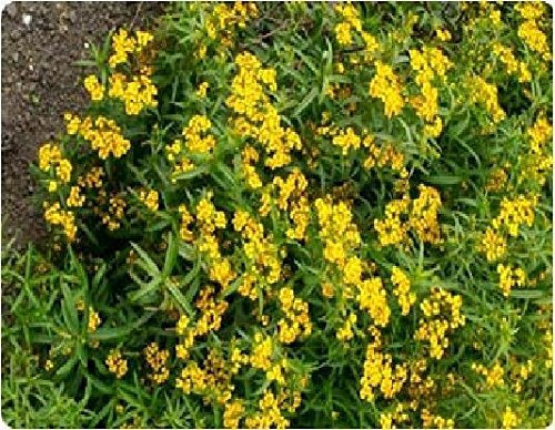 Just Seed - Herb - Mexican Tarragon Mint - Tagetes lucida - 4000 Seeds - Large Pack
