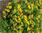 Just Seed - Herb - Mexican Tarragon Mint - Tagetes lucida - 4000 Seeds - Large Pack