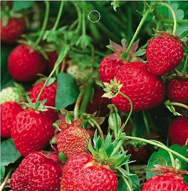 SD0586 Red Ornamental fresa, semillas de Giant no modificado genéticamente (50 semillas)