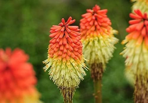 Kniphofia 20 Graines, Faux Aloes, Tison de Satan, Tritoma- plante vivace, fleurs sauvages