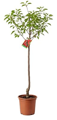 Myoshome - Cerezo Lapins Autofértil en Maceta, 140 cm de altura, Árbol Frutal Exterior con Cerezas Dulces Planta Natural para Jardín Terraza Huerto Floración Primavera Fácil Cultivo. Cerezo