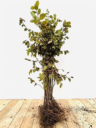 Carpinus betulus 40–60 cm (100 Stück) – Winterhart, Mehrjährig, Pflegeleicht – Hainbuche – Heckenpflanze für Garten & Sichtschutz