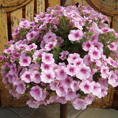 9 x Petunia Plant - Hanging Basket Plants Outdoor Garden Ready in 9cm Pots, Surfinia Make Good Hanging Plant, These are not Plug Plants. (9, Sweet Pink)