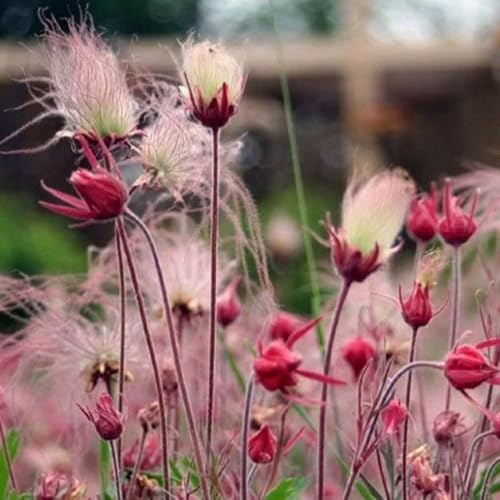 semillas de humo - geum trium - silvestres, silvestres para balcones de jardín de rocas de jardín resistentes 200pcs