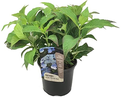 Plant in a Box - Hydrangea serrata 'Lueur d'été' - Arbustes d'hortensias ou plante en pot - Résistant à l'hiver - Pot de 19cm - Hauteur 25-40cm