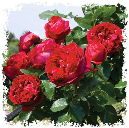 Red Eden Climbing 1.5 Gal Rose Plant Live, Fragrant Reblooming Red Flowers, Own Root Climber for Arbor, Trellis, Fence or Screening, Stargazer Perennials