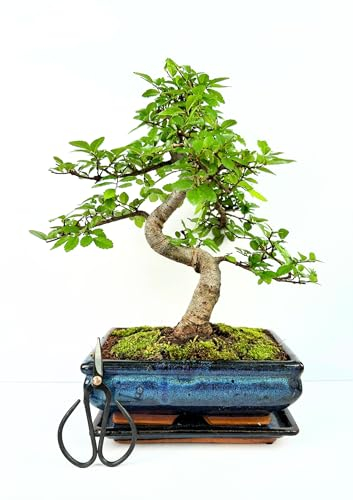 Bonsaï Arbre avec pot de fleurs en céramique d'env. 25-35 cm de haut, soucoupe et ciseaux - Coffret cadeau bonsaï - (Bol de 20 cm environ 8-9 ans, bonsaï orme chinois)