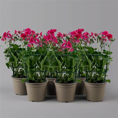 Geranie 'Villetta® Neon Rose' pink, hängend, Topf-Ø 13 cm, 6er-Set
