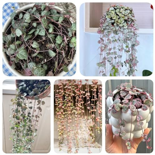200 pcs Leuchterblume Samen exotische zimmerpflanzen samen baumsamen Ceropegia woodii seed winterharte stauden mehrjährig topfpflanzen draußen winterhart baumsamen pflanztöpfe luftreinigende