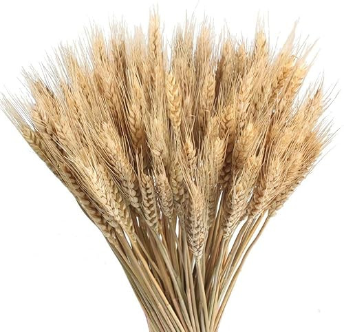 FALSKT 100PCS Fiori Secchi Decorativi Spighe di Grano Decorative Fiori Essiccati Grano Fiori Secchi Naturali Fiori Finti Grano per Decorazioni Casa Balcone Giardino Matrimonio Vaso DIY 40 cm
