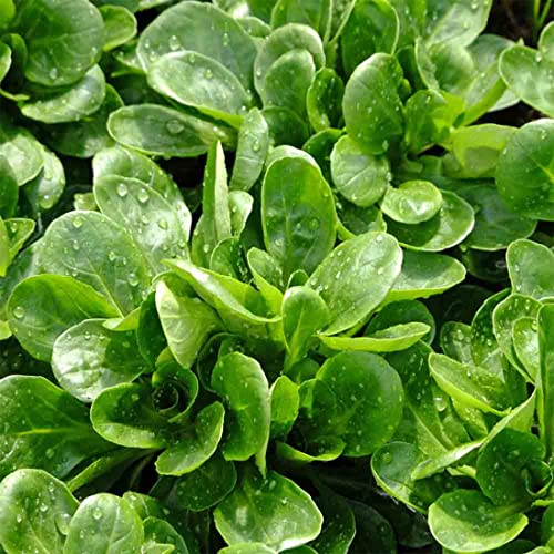 Welldales 50 UK Giant Corn Salad Lambs Lettuce Seeds Premium Leaf Winter British Mache