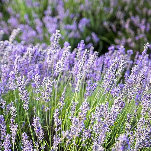 semi di lavanda balcone con decorazione del soggiorno recisi 200pcs