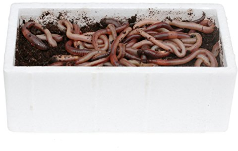 proinsects Tauwurm 48er 1 Packung 4260504710751 Angelwürmer Kanadischer Tauwurm