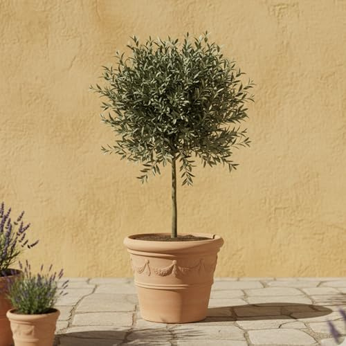 GardenersDream Olivenbaum Olea Europaea – Immergrüne Gartenpflanze im Topf – Pflegeleichte mediterrane Pflanze für draußen – Ideal für Beete, Töpfe und Gartendekoration (35-45 cm inkl. 21-cm-Topf)