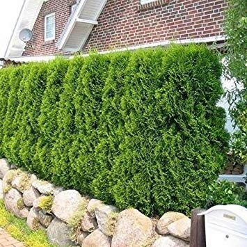 Semi bag: semi-tuia cedar (thuja occiis) Seeds ONLY