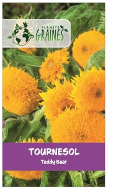 50 Graines de Tournesol Teddy Bear : Pompon jaune de Soleil Nains et Touffus - facile a cultiver