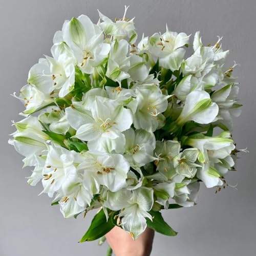 Semillas de alstroemeria - semillas de pradera pradera mariposas raras invernaderos balcón para lugares soleados para invitados jardín rocas 50pcs