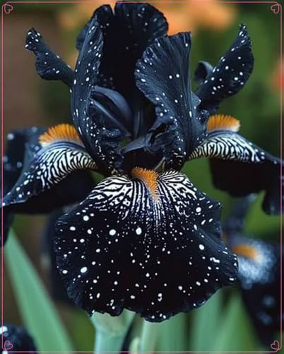 Fácil de cultivar.Otoño o primavera,Excelente para plantar en interiores o exteriores. En maceta.Bulbos de Iris .iris bulbos-8 Bulbos-F
