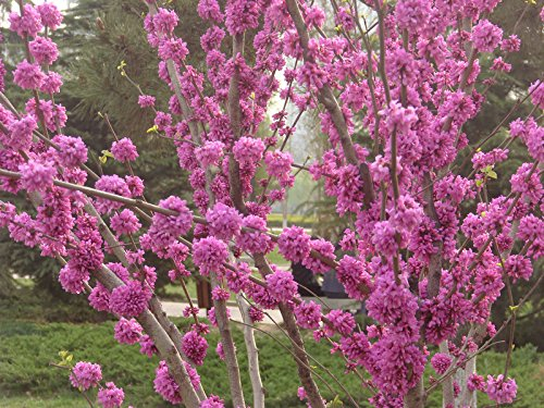 15 graines de l'arbre de Judée (Cercis siliquastrum)