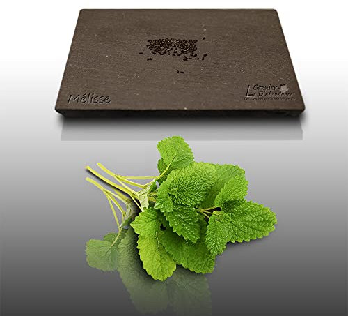 50 graines Aromatiques à semer - Le Grenier d'Abondance - MELISSE Officinale - Melissa officinalis