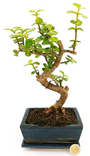 POWERS TO FLOWERS - CRASSULA PORTULACEA BONSAI, ALBERO DI GIADA IN VASO CERAMICA BLU, pianta vera