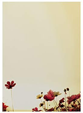 Motivpapier | Sunny Flowers | 50 Blatt DIN A4, 90g/qm | Briefpapier | Laser/Ink/Copy/von Hand beschreibbar