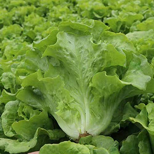 PflüCksalat Samen Asia Salat Baquieu PflüCksalat Pflanzen Saatgut Wintersalat Salat Baquieu Wintersalat Salatsamen Wintersalat Samen WintergemüSe Samen GemüSe Gartenpflanzen -300 StüCk