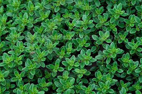 PAGANO DOMENICO E FIGLI SEMENTI DAL 1954