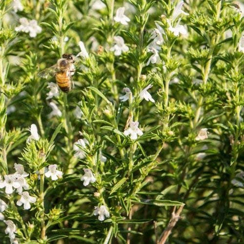 50-75 HR530 Santoreggia (Satureja Hortensis)
