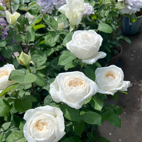 rosal - Rosa chinensis - Parterres elevados el jardín de balcón variedades orgánicas tradicionales trepadoras raras jardín de rocas resistentes 350semillas