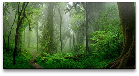 Paul Sinus Leinwandbild 120x60cm Wald Moos Grün Feucht Natur Bäume Nebel