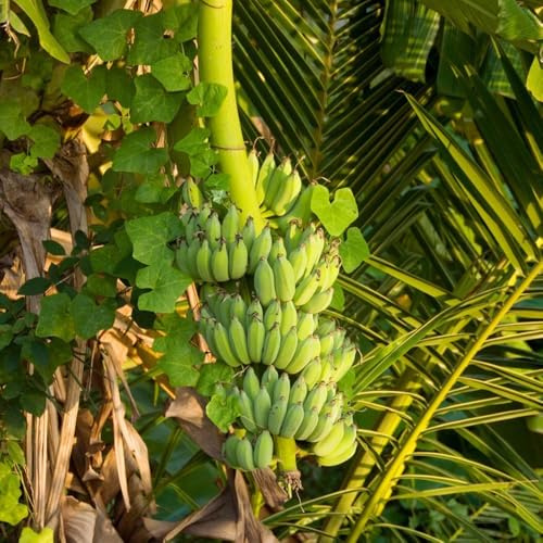semi di banana, giardino in vaso adatte al pieno sole roccioso rupestri ornamentale 10pcs