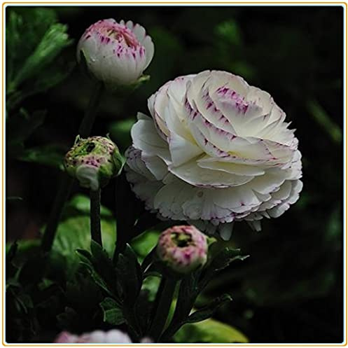 Ranunculus bulboso/4ietà di Colori/Arbusti ornamentali a crescita stagionale-10bulbi: La confezione contiene semi