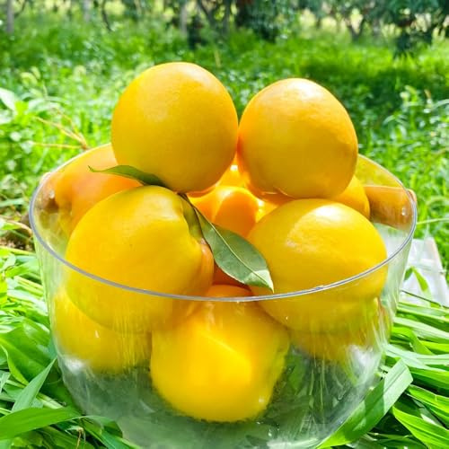 nectarina columnares raros Semillas de frutas de balcón resistentes en maceta con resistentes uso en exteriores. sostenibles, 5semillas