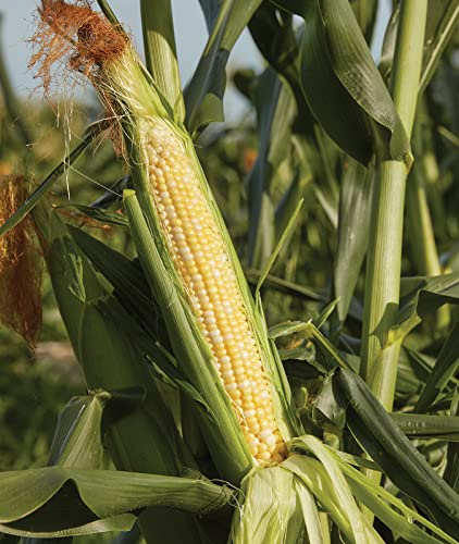 Burpee Sweetness Sweet Corn Seeds – Tender Sweet Corn Variety for Outdoor Vegetable Gardening, 200 Seeds