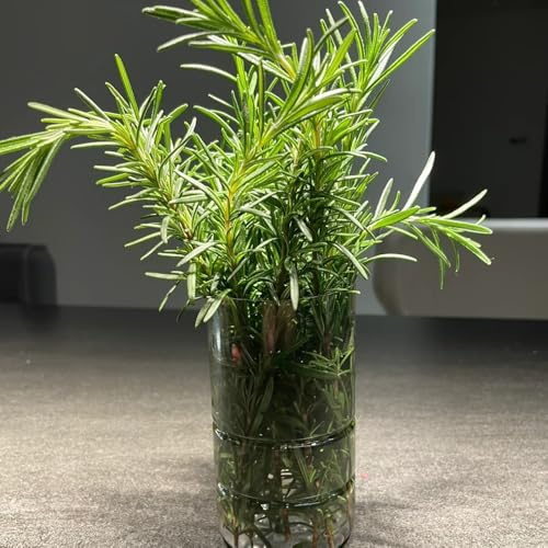 semi di rosmarino biologici - tappezzante resistenti cucina perenni giardino esterno 100pcs