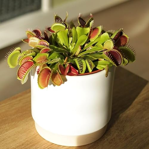 Plant Theory 10cm Dionaea Muscipula Venus Flytrap Carnivore Plant Fly Trap Indoor Plant 8.5cm Pot