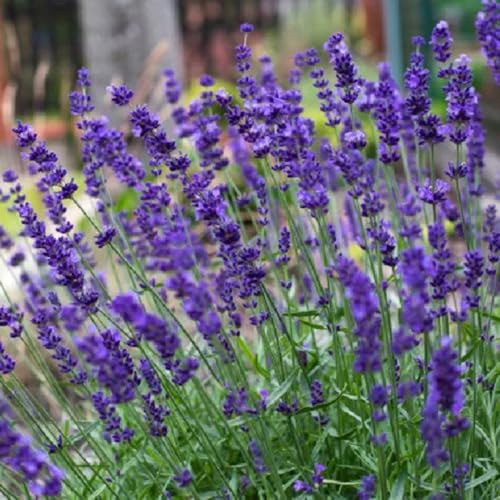 Semi di lavanda, decorazione del giardino esterno Semi di lavanda - Lavandula angustifolia - esotici da giardino 800pcs