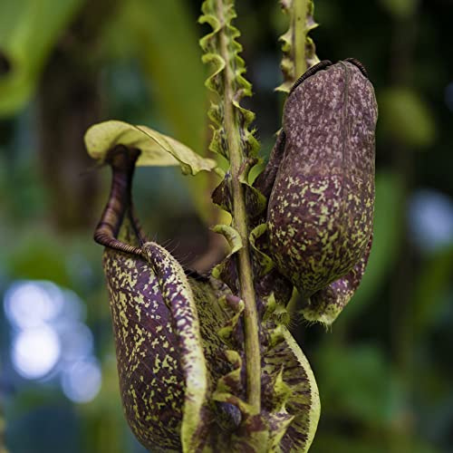 Semi di Nepenthes, biologici d'appartamento da balcone resistenti giardino carnivore giardino da interno 35pcs
