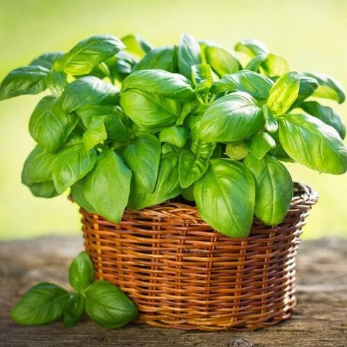 100 semi di basilico sacro verde Tulsi